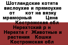 Шотландские котята -вислоухие и прямоухие от 2000,кот на вязку мраморный 1300 › Цена ­ 2 000 - Костромская обл., Нерехтский р-н, Нерехта г. Животные и растения » Кошки   . Костромская обл.